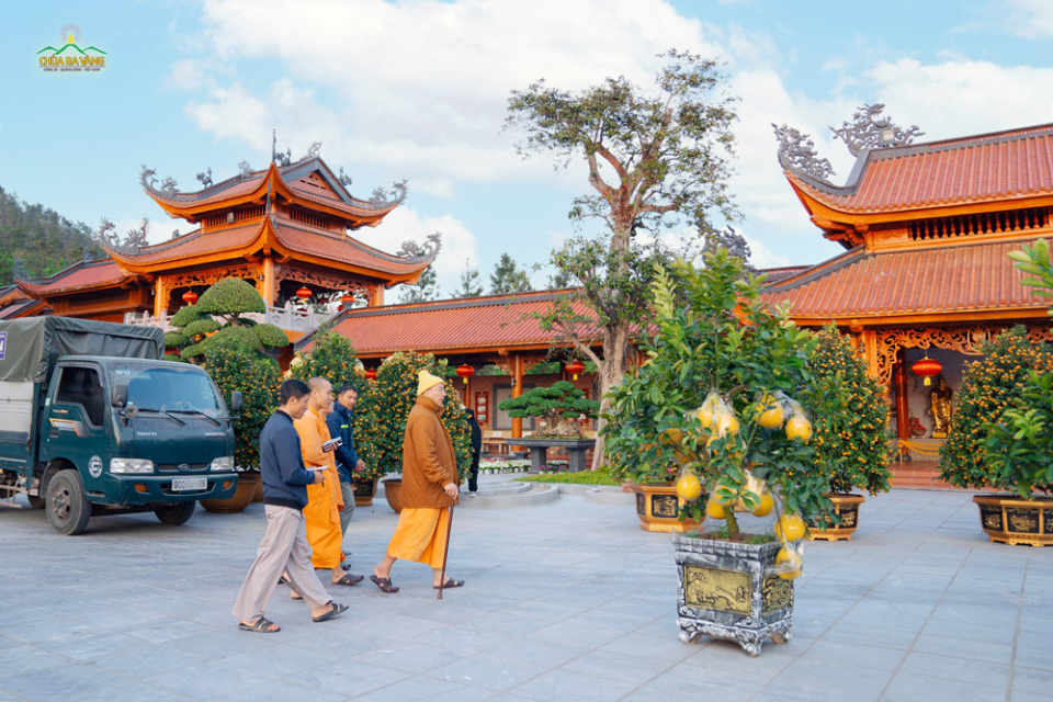 Những cây quất, cây bưởi mới được chuyển về chùa, tập trung tại sân chính điện và sẽ được trưng bày ở nhiều khu vực khác nhau trong chùa