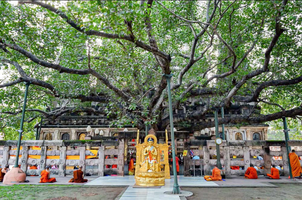 Cội cây Bồ đề đánh dấu nơi Đức Phật thành đạo (nay vẫn còn được bảo tồn, thờ phụng tại Bồ Đề Đạo Tràng)
