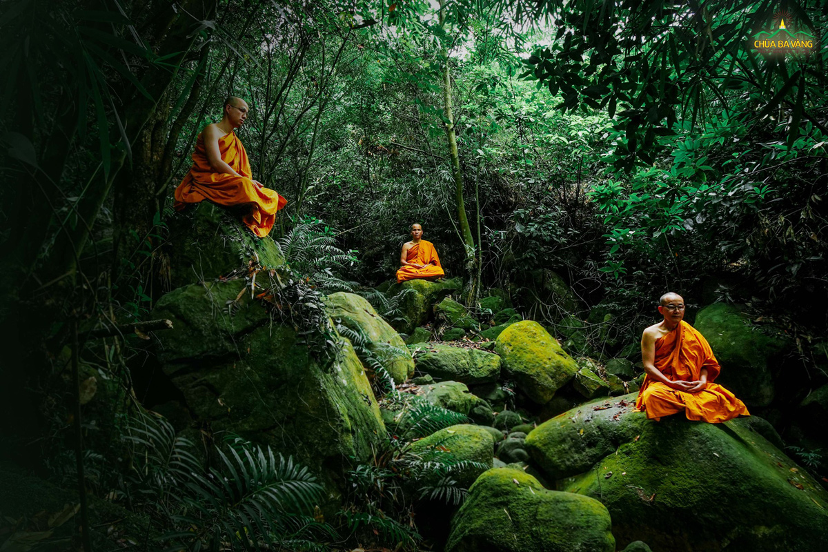 Chư Tăng chùa Ba Vàng tu tập trong rừng, hòa mình với thiên nhiên