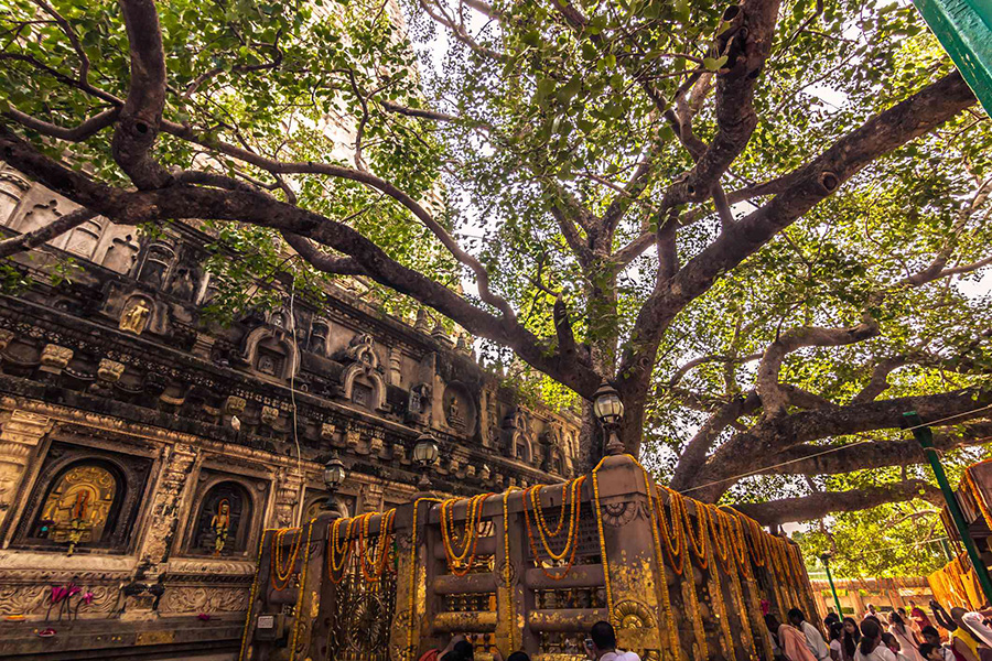 Cây Bồ đề nơi Đức Phật thành đạo được gìn giữ tại Thánh tích Bồ đề đạo tràng (Ấn Độ)