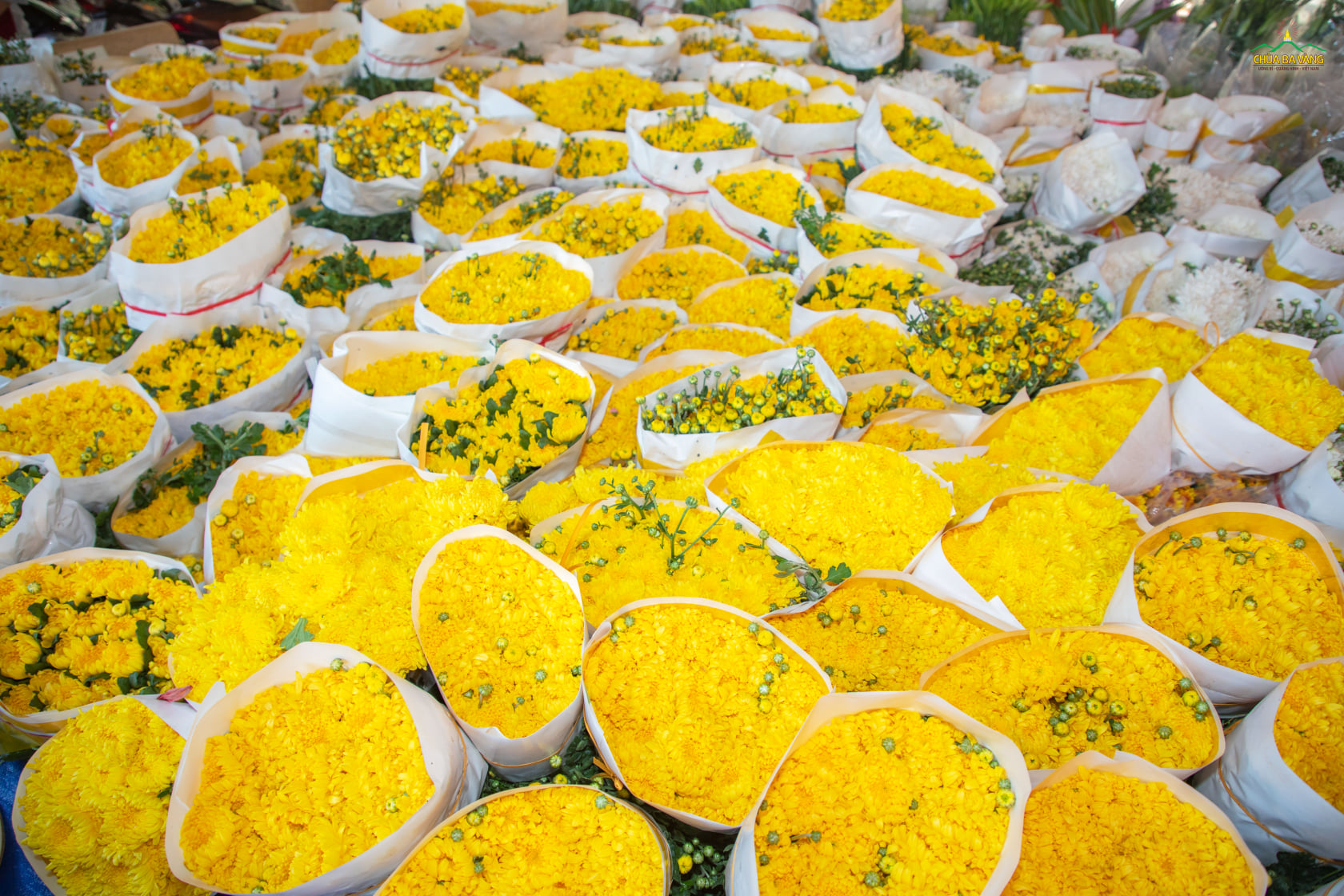 Những bông hoa cúc đẹp tươi tượng trưng cho đóa hoa tâm mà Phật tử dâng lên cúng dường Tam Bảo