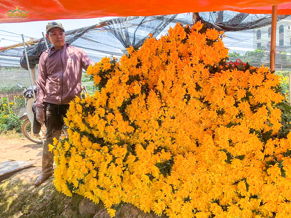 Hàng vạn bông hoa cúc vàng tươi được Phật tử thu hoạch từ vườn
