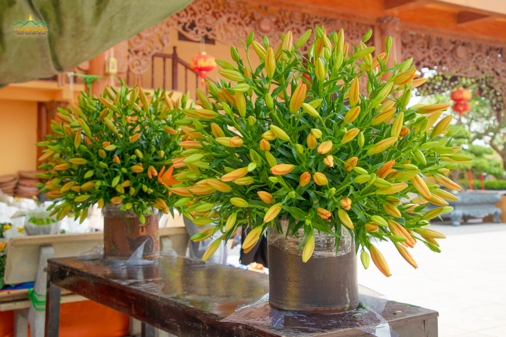 Chum hoa loa ly lớn sẽ được đưa đến khu vực trang trí trong chùa