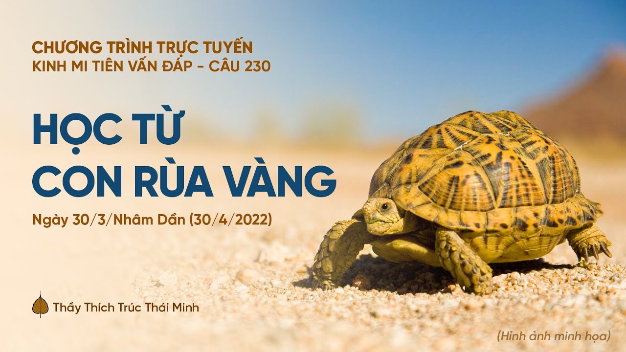 Học từ con rùa vàng | Kinh Mi Tiên Vấn Đáp câu 230