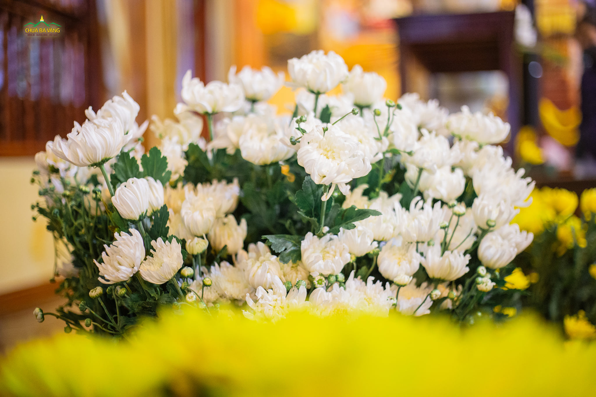 Những bông hoa cúc tươi cũng được các Рhật тử tu học cấm túc tại chùa trang trí chuẩn bị