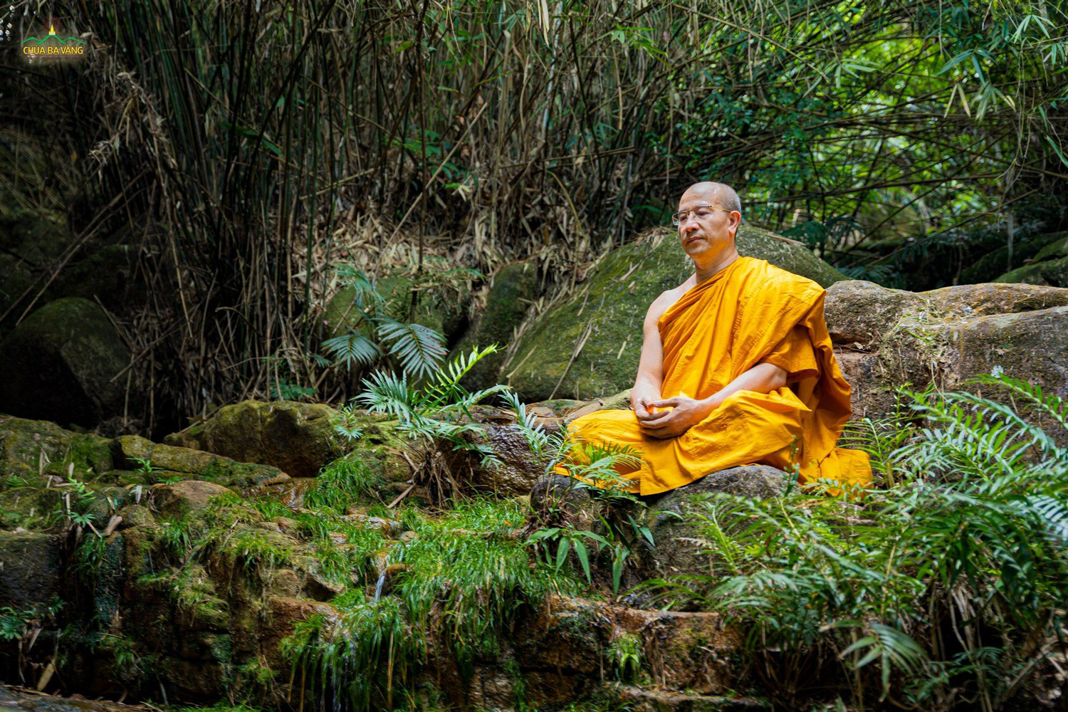 Thầy Thích Trúc Thái Minh thực hành tu tập thiền định trong rừng