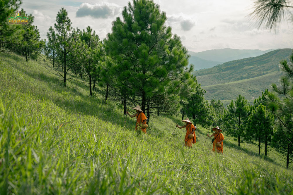 Nơi rừng thiền chùa Ba Vàng, chư Tăng vẫn ngày ngày tu tập các pháp đầu đà khổ hạnh