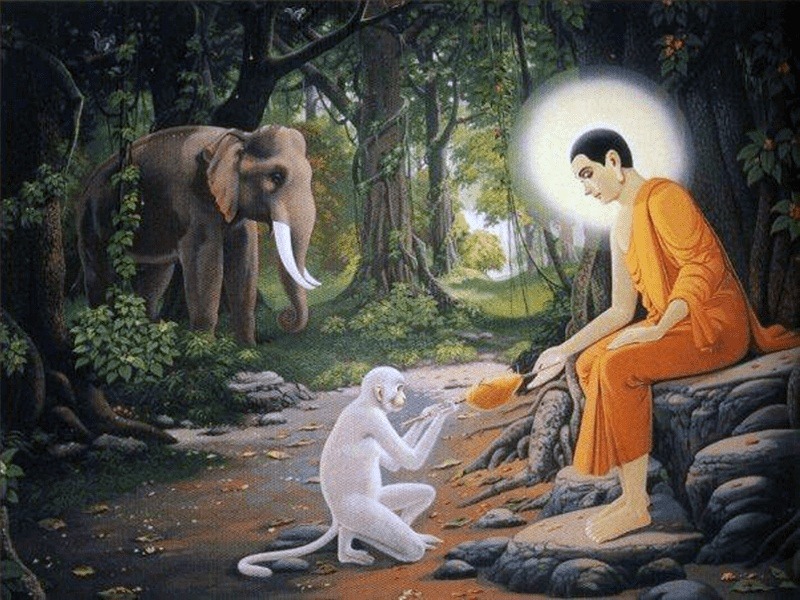 Chú khỉ cúng dường mật đến Đức Phật (ảnh minh họa)