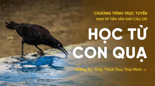 [Video] Học từ con quạ | Kinh Mi Tiên Vấn Đáp câu 239