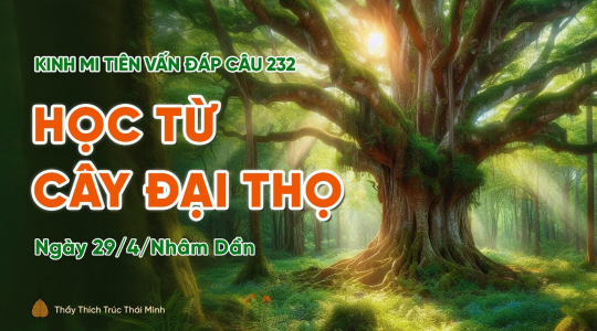 [Video] Học từ cây đại thọ | Kinh Mi Tiên Vấn Đáp câu 232