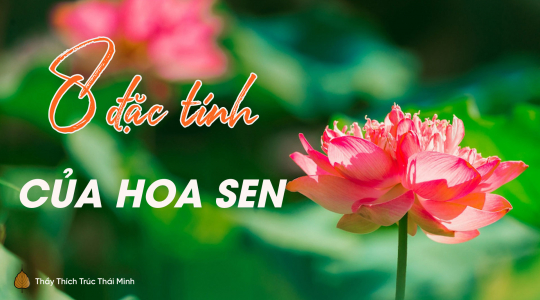 Ý nghĩa hoa sen Phật giáo - 4 bài học giúp tâm thanh tịnh, tự tại